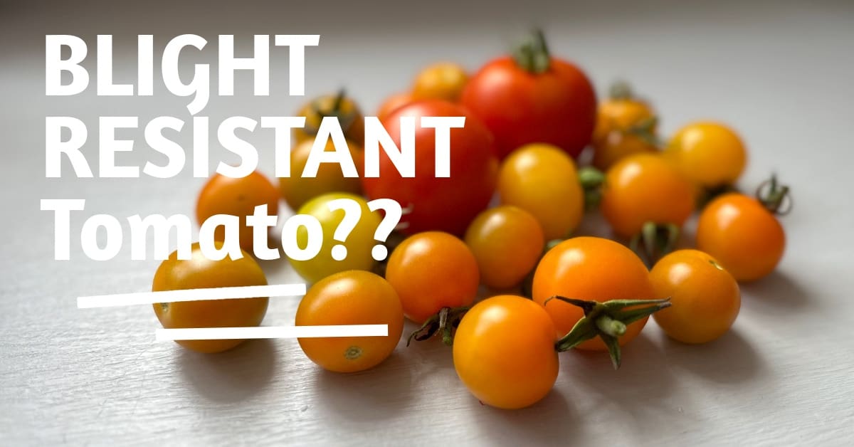 Yellow red and orange tomatoes on a pale worksurface